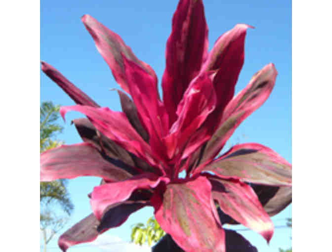 Kauai Nursery and Landscaping Gift Certificate - $25 Value