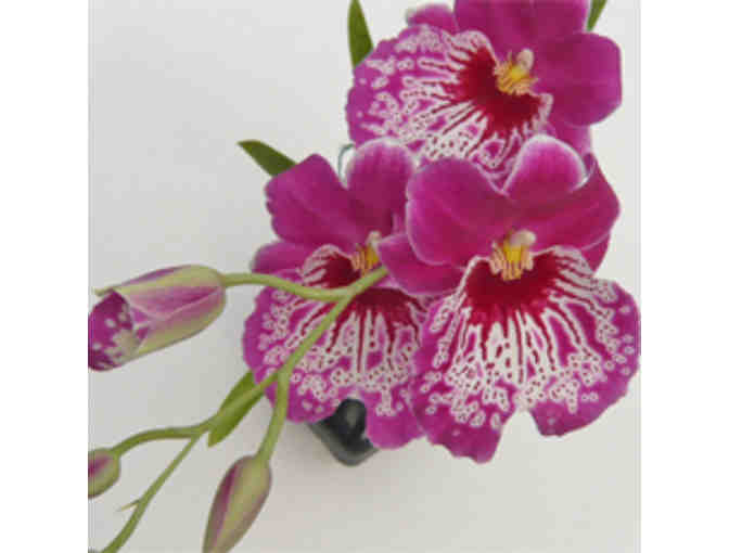 Kauai Nursery and Landscaping Gift Certificate - $25 Value